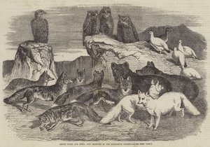 Arctic Foxes and Birds, most kapta meg az Állattani Társaság